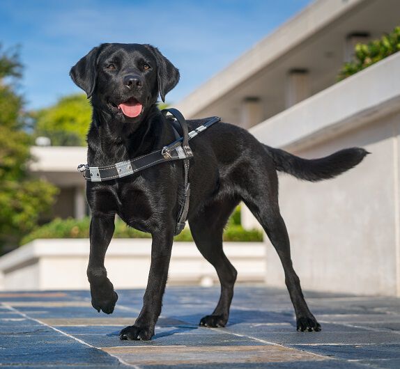 A black Labrador guide dog standing on a tiled path, with a modern building and greenery in the background.